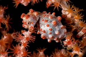 Hippocampus bargibanti. by Mehmet Salih Bilal 